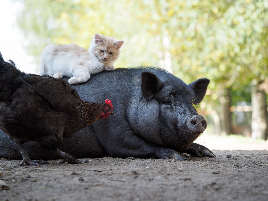 Funny kitten lying on a fat pig. Unusual friendship animals.